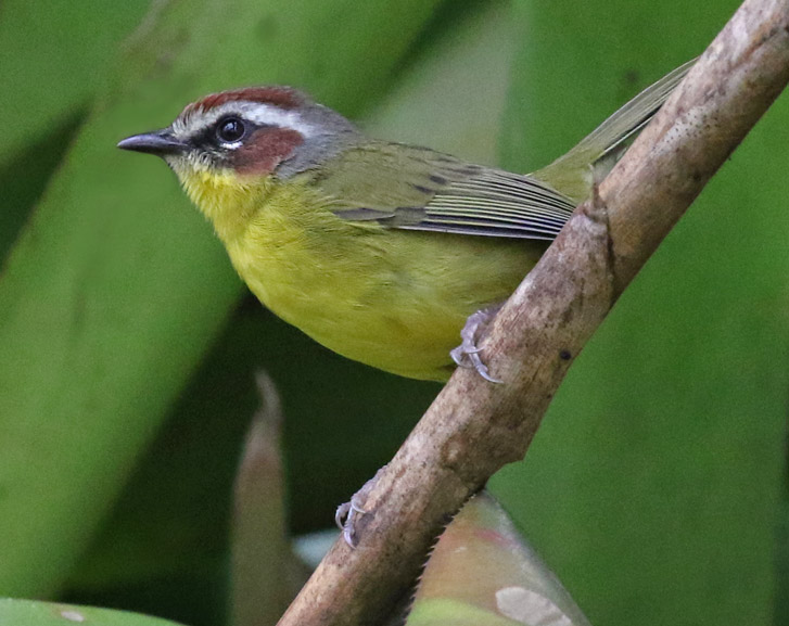Rufous-capped Warbler (adult)