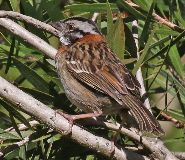 Rufous-collared Sparrow
