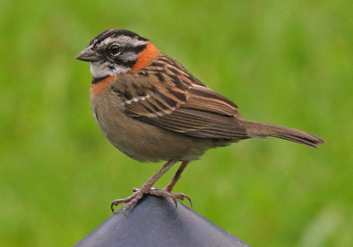 Rufous-collared Sparrow (adult)