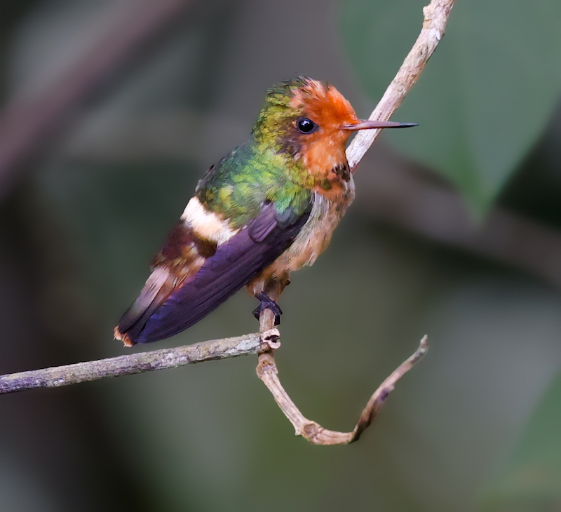 Rufous-crested Coquette