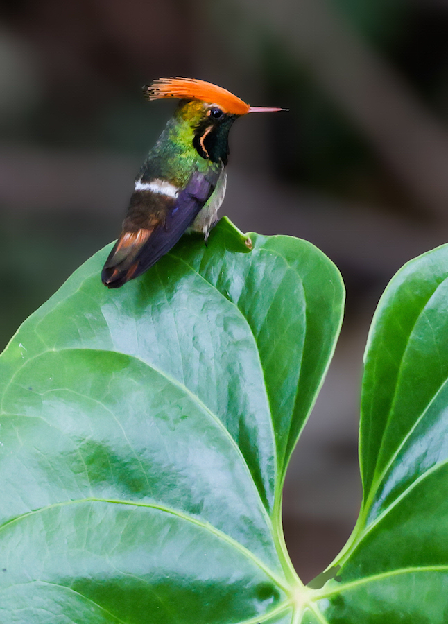 Rufous-crested Coquette