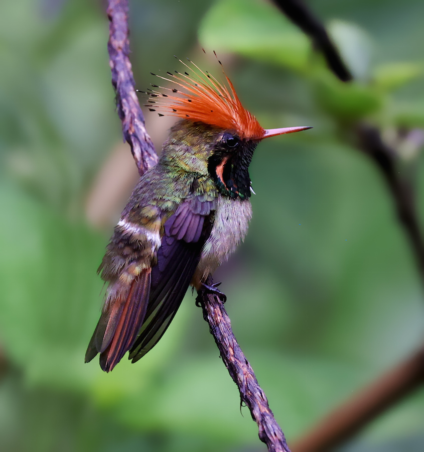 Rufous-crested Coquette