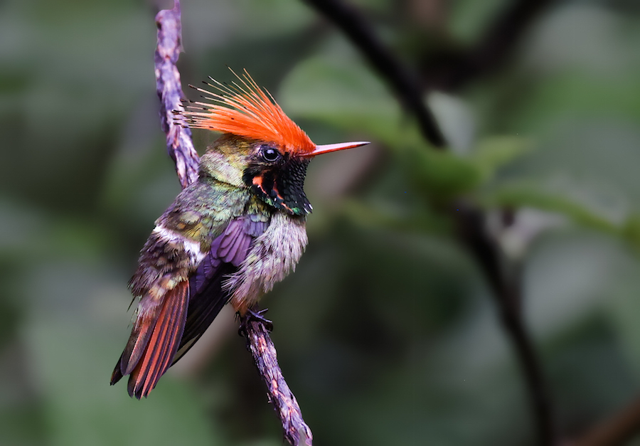 Rufous-crested Coquette