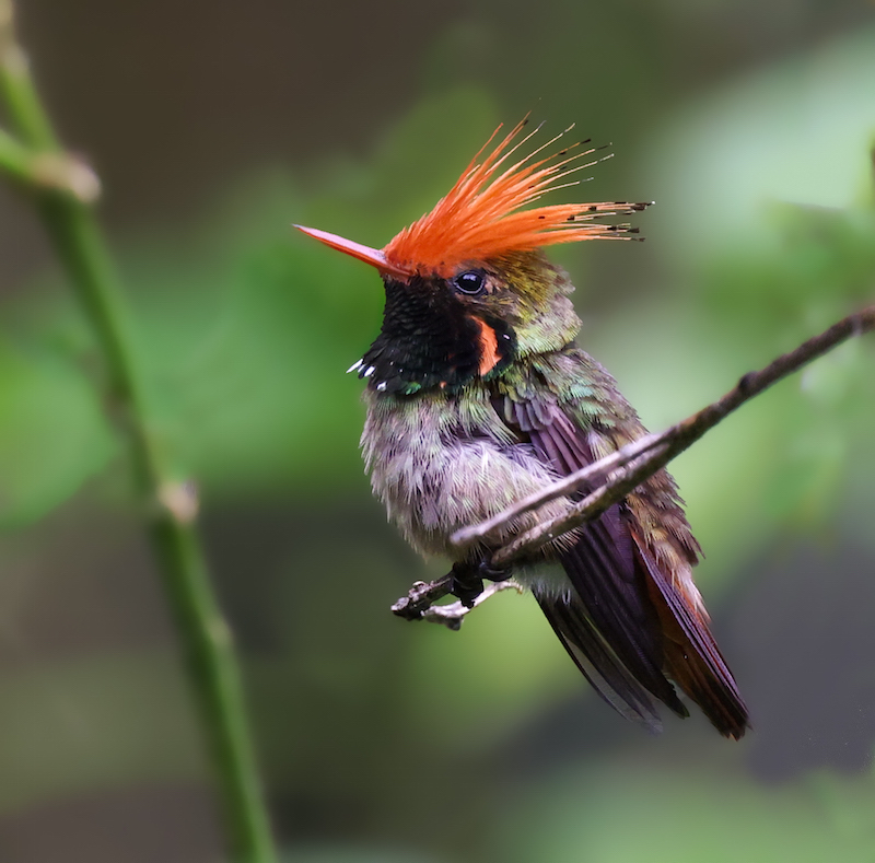 Rufous-crested Coquette