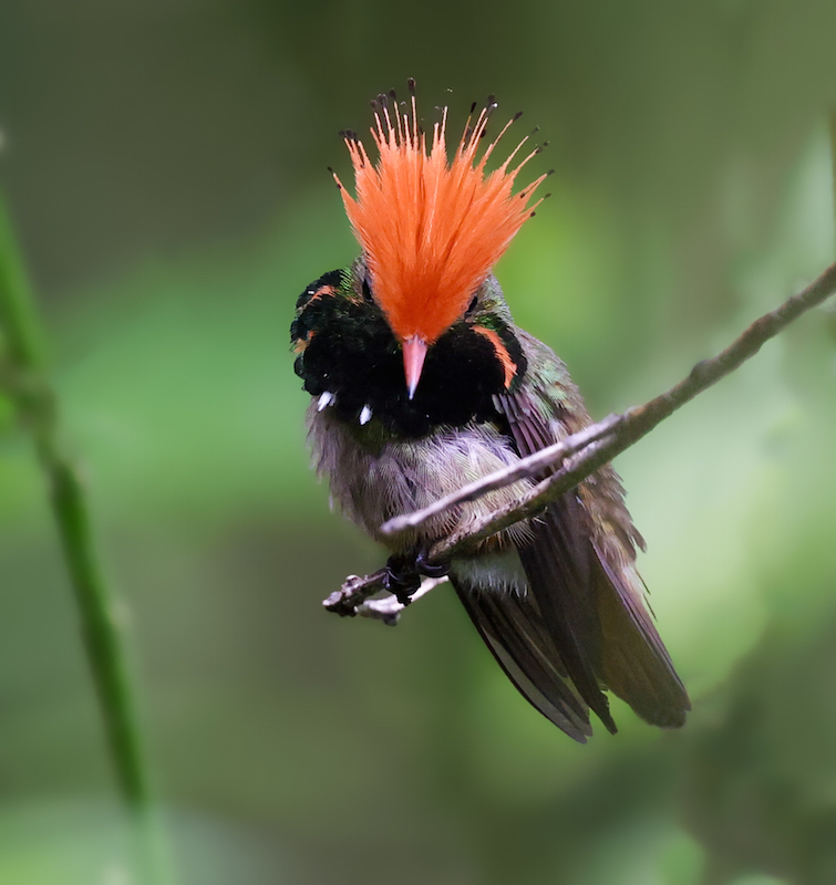 Rufous-crested Coquette