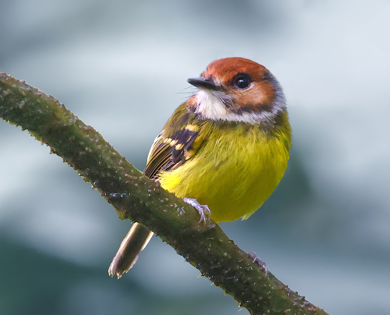 Rufous-crowned Tody-flycatcher