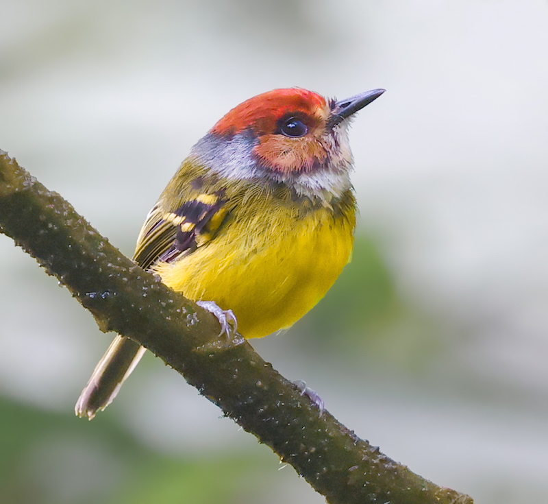 Rufous-crowned Tody-flycatcher