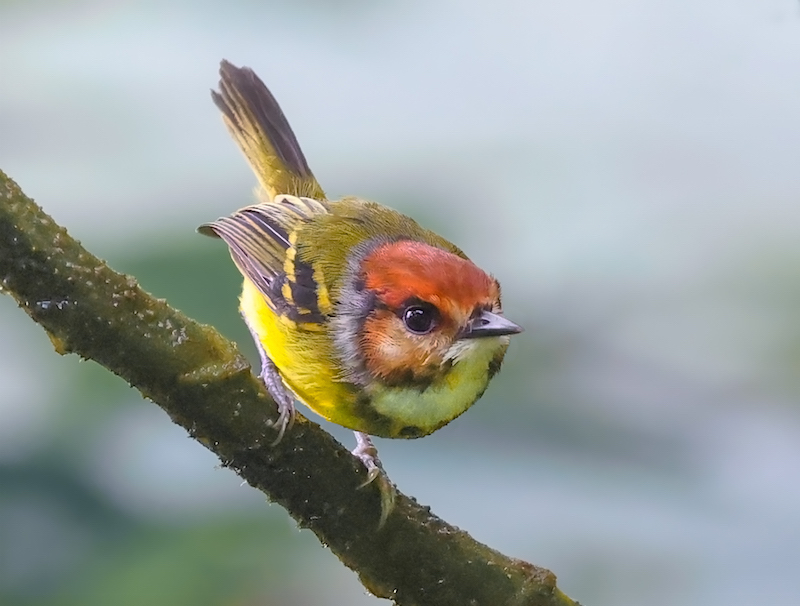 Rufous-crowned Tody-flycatcher
