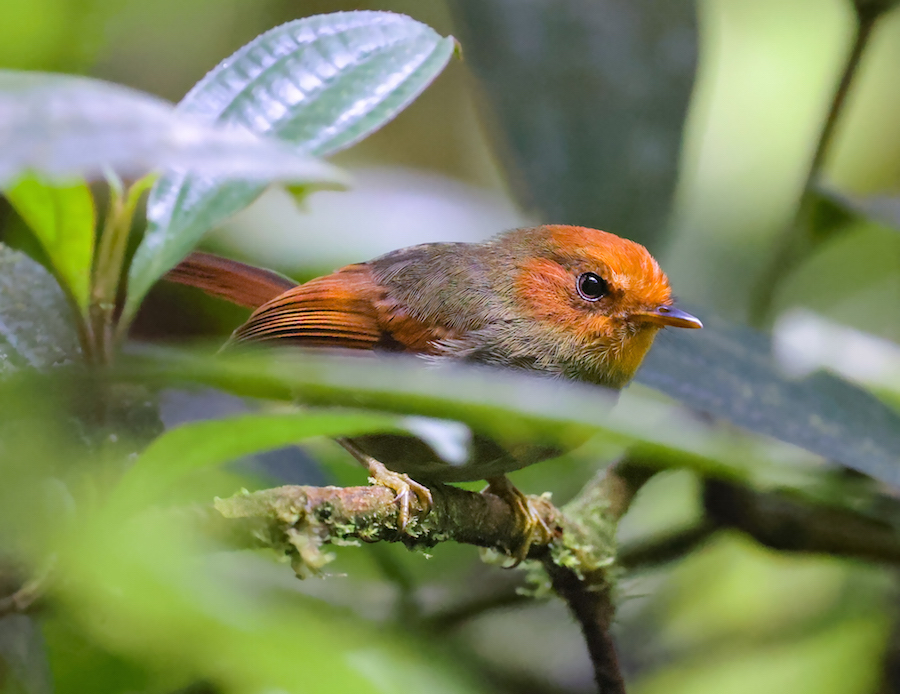 Rufous-headed Pygmy-tyrant