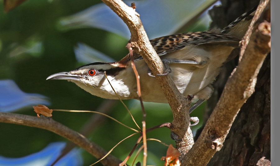 Rufous-naped Wren