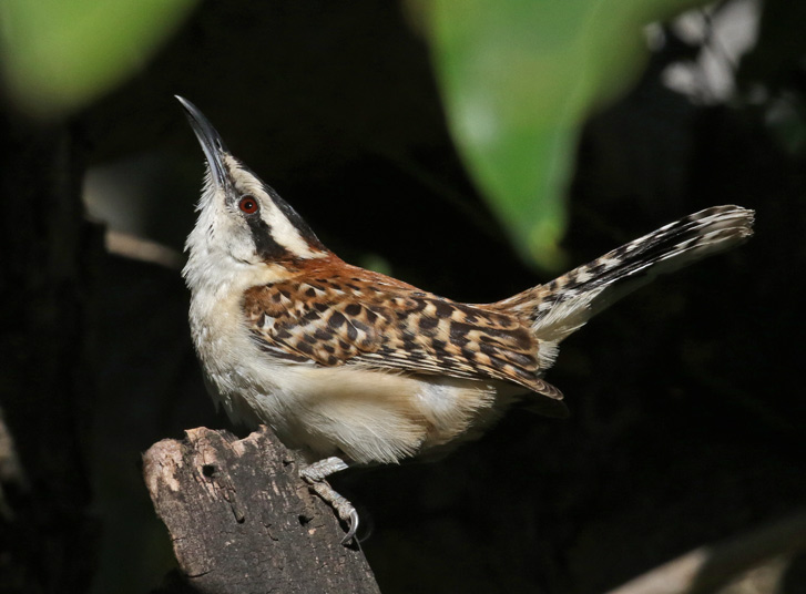 Rufous-naped Wren