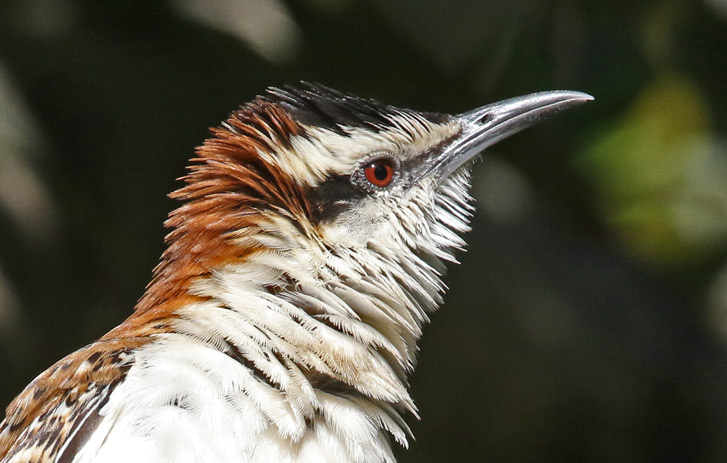 Rufous-naped Wren