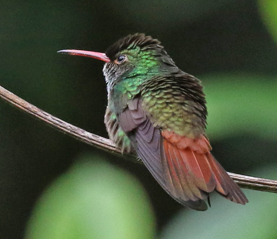 Rufous-tailed Hummingbird