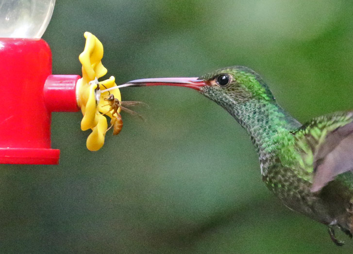 Rufous-tailed Hummingbird