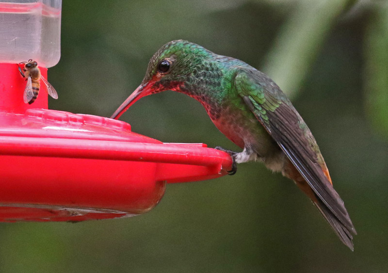 Rufous-tailed Hummingbird