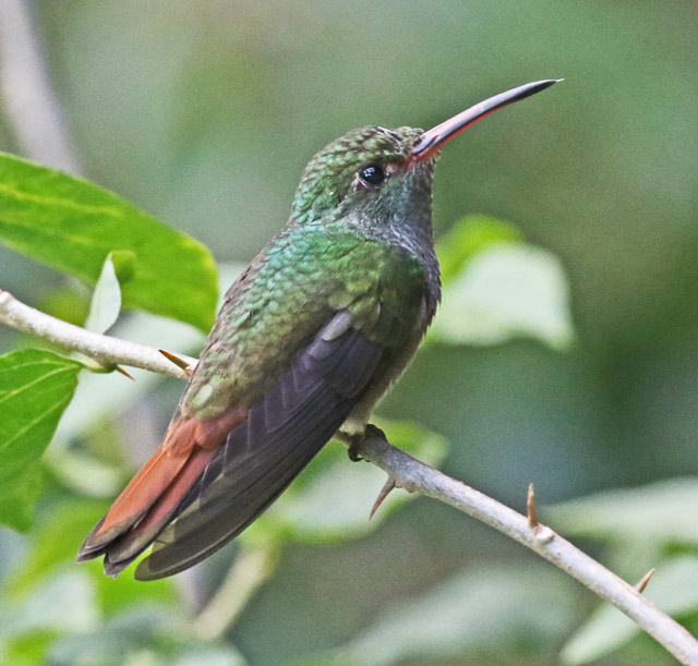 Rufous-tailed Hummingbird