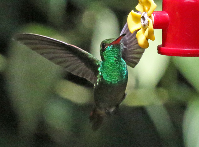 Rufous-tailed Hummingbird