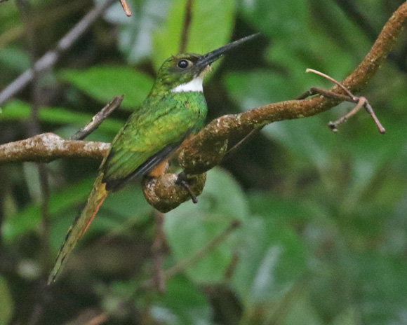Rufous-tailed Jacamar