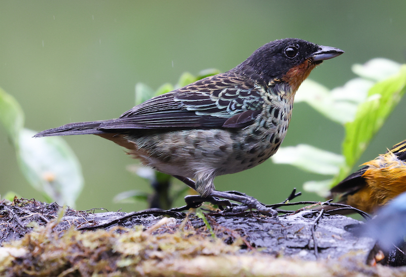 Rufous-throated Tanager
