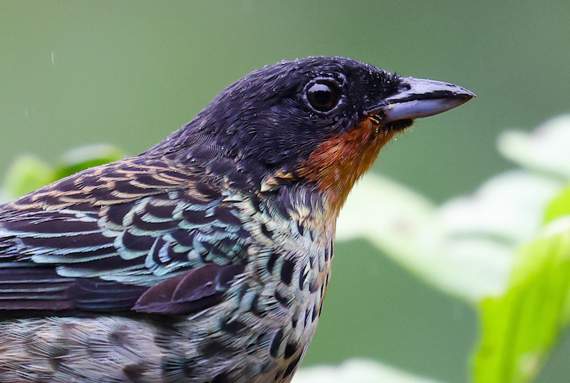 Rufous-throated Tanager