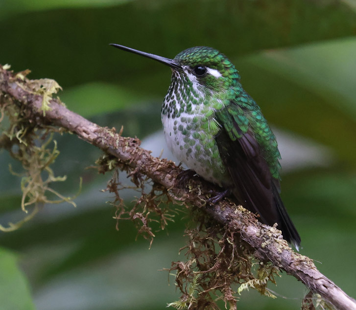 Rufous-vented Whitetip