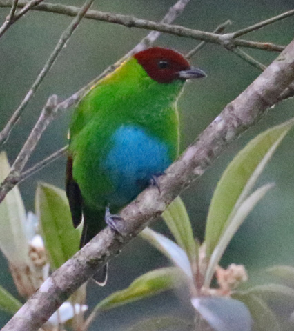 Rufous-winged Tanager