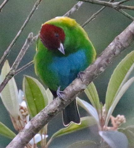Rufous-winged Tanager