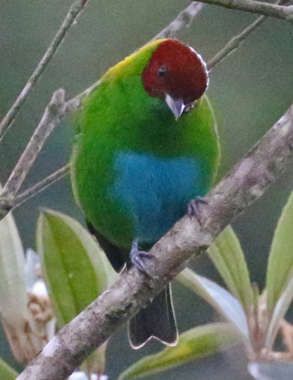 Rufous-winged Tanager
