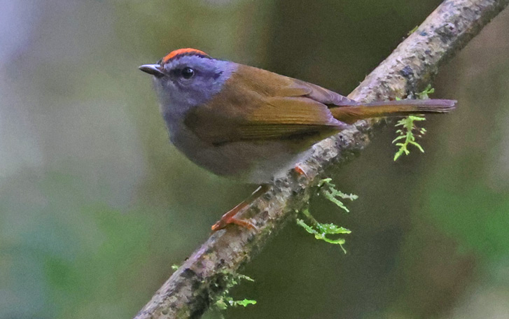 Russet-crowned Warbler