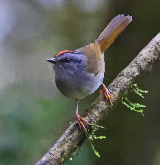 Russet-crowned Warbler