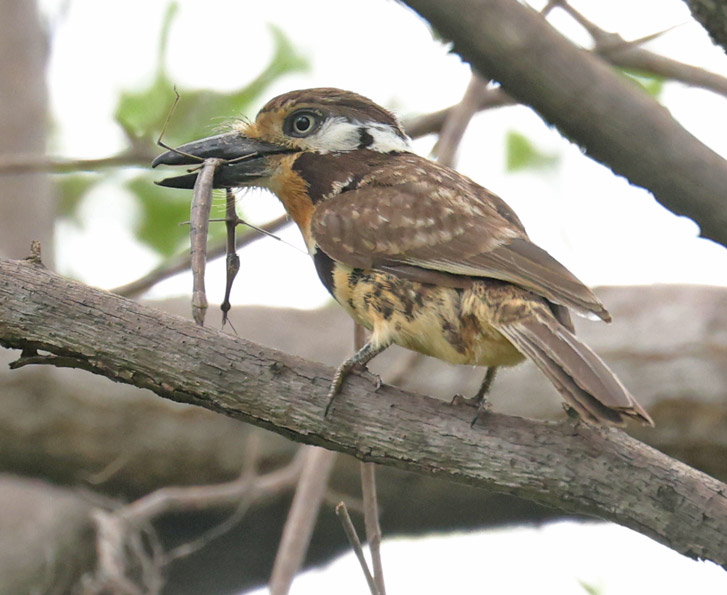 Russet-throated Puffbird