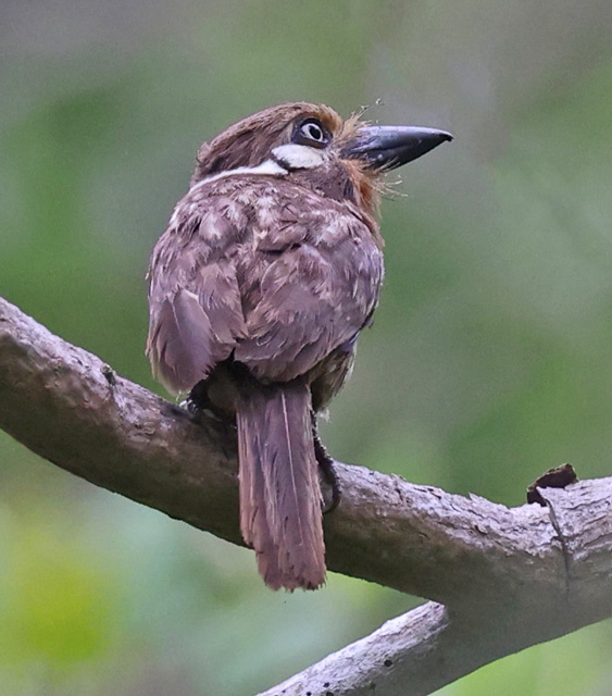 Russet-throated Puffbird
