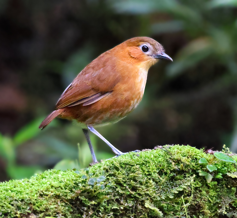Rusty-tinged Antpitta