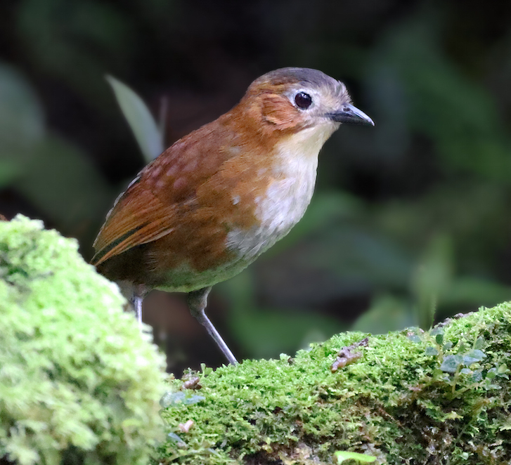 Rusty-tinged Antpitta