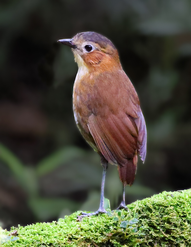 Rusty-tinged Antpitta
