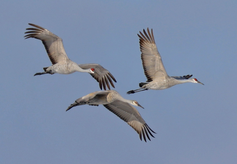 Sandhill Crane (in flight)
