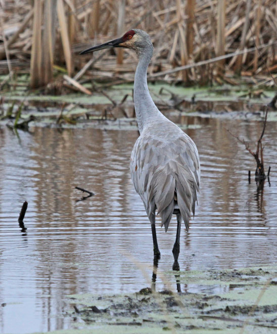 Sandhill Crane photo 4