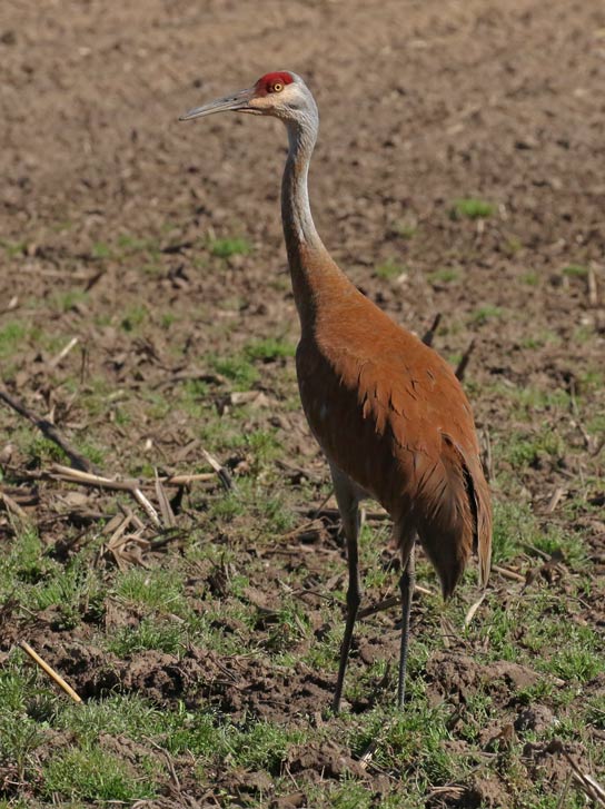 Sandhill Crane photo 1