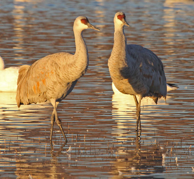 Sandhill Crane photo 3