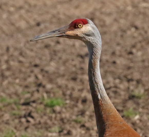 Sandhill Crane photo 2