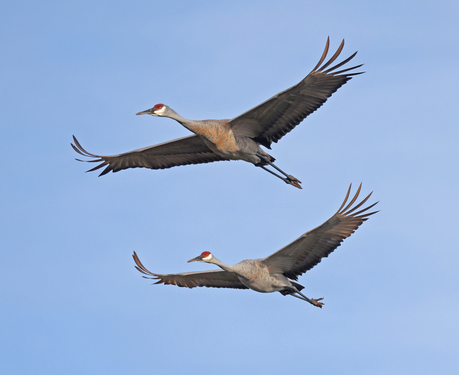 Sandhill Crane (in flight)