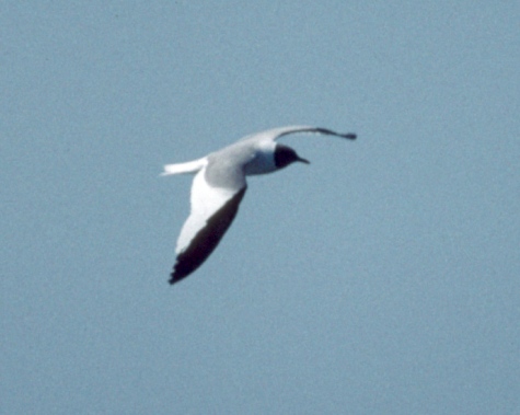 Sabine's Gull photo #2