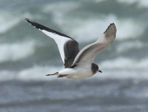 Sabine's Gull (1st cycle in flight) Photo 2