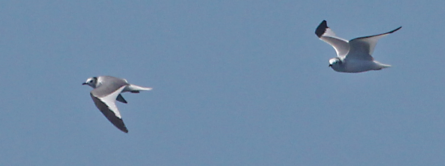 Sabine's Gull (nonbreeding adult)