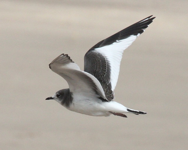 Sabine's Gull (1st cycle in flight) Photo 1