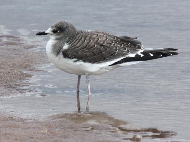 Sabine's Gull (1st cycle) Photo 1