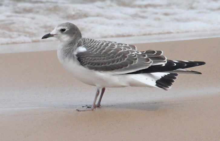 Sabine's Gull (1st cycle) Photo 4