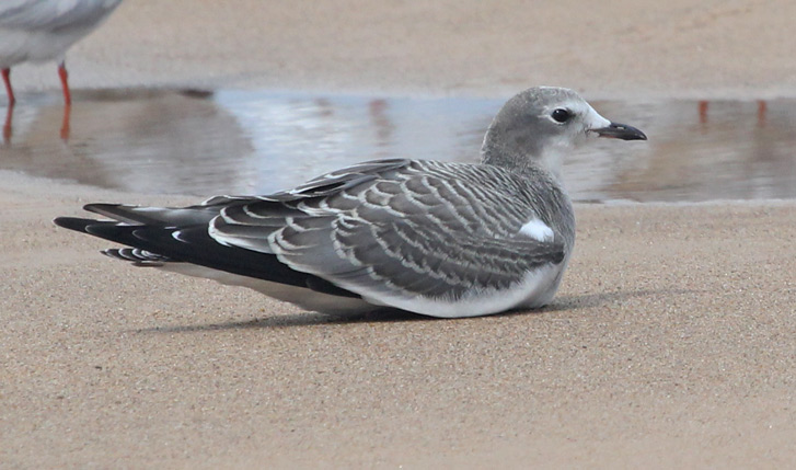 Sabine's Gull (1st cycle) Photo 2
