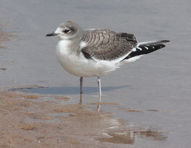 Sabine's Gull (1st cycle) Photo 3