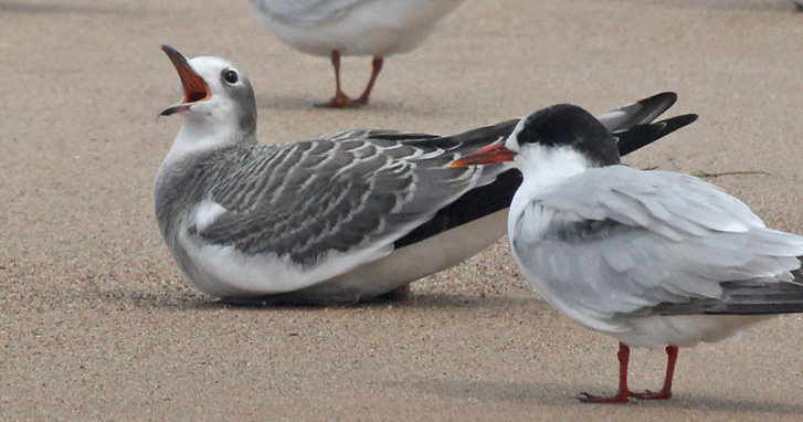 Sabine's Gull (1st cycle) Photo 3
